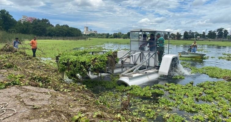 Llegó desde Córdoba una cosechadora acuática para retirar los repollitos en el lago del Parque Sur